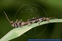 Cantharis obscura, Dunkler Weichkäfer, Soldier beetle 