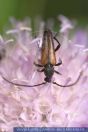 Alosterna tabacicolor, Feldahorn-Bock, Tabakfarbiger Schmalbock, Longhorn Beetle 