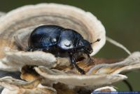 Anoplotrupes stercorosus,Waldmistkaefer,Dor beetle