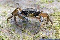 Carcinus maenas,Gemeine Strandkrabbe,European Green Crab