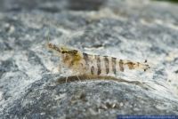 Caridina cf. babaulti Stripes,Indische Streifengarnele,Striped Dwarf Shrimp