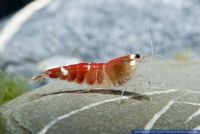 Caridina logemanni Super Crystal Red,Crystal Red Garnele,Crystal Red Shrimp