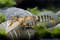 Cherax peknyi,Zebrakrebs,Zebra Crayfish