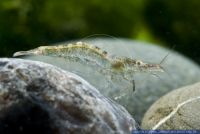Atyaephyra desmaresti,Europaeische Suesswassergarnele,European Freshwater Shrimp