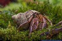 Coenobita brevimanus,Land-Einsiedlerkrebs,Indonesian Land Hermit Crab