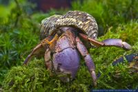 Coenobita brevimanus,Land-Einsiedlerkrebs,Indonesian Land Hermit Crab