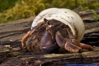 Coenobita clypeatus,Landeinsiedlerkrebs,Barbados Jumbo Land Hermit Crab
