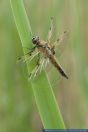 Libellula quadrimaculata,Vierfleck,Four-spotted Chaser