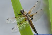 Libellula quadrimaculata,Vierfleck,Four-spotted Chaser