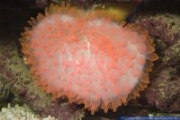 Entacmaea quadricolor, Knubbelanemone, Bulb-tentacle sea anemone 