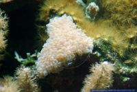 Plerogyra sinuosa, Blasenkoralle, Bubble coral 