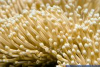 Sarcophyton ehrenbergi , Pilzlederkoralle, Leather Coral 