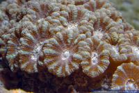 Acanthastrea lordhowensis,Steinkoralle,Stony coral