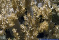 Capnella sp.,Baeumchenweichkoralle,Kenya Tree Coral