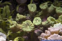Caulastrea furcata,Floetenkoralle,Fingerkoralle,Candycane Coral,Torch Coral 