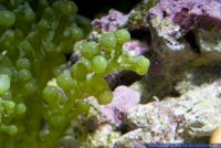 Caulerpa racemosa,Kriechsprossalge,Grape Caulerpa Algae