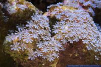 Cornularia cornucopiae,Roehrenkoralle,Tiny soft coral