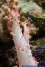 Dendronephthya habereri,Weichkoralle,Soft Coral