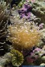 Euphyllia sp.,Steinkoralle,Torch Coral