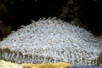 Fungia sp.,Pilzkoralle,Mushroom Coral