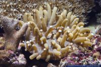 Heliofungia actiniformis,Anemonen Pilzkoralle,Long Tentacle Plate Coral
