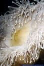 Heteractis crispa,Lederanemone,Leathery sea anemone