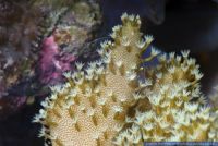 Lobophytum sp.,Fingerlederkoralle,Soft Coral, Finger Leather