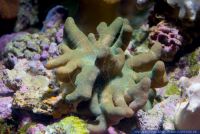 Lobophytum sp.,Fingerlederkoralle,Soft Coral, Finger Leather