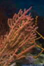 Menella sp.,Gorgonie,Red sea fan