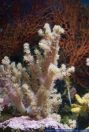 Neospongodes sp.,Stachelige Weichkoralle,Broccoli Coral