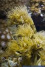 Parazoanthus axinellae,Gelbe Krustenanemone,Sea anemone