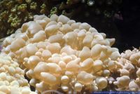 Physogyra lichtensteini,Lichtensteins Blasenkoralle,Bubble coral