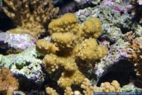 Pocillopora eydouxi,Steinkoralle,Stony Coral