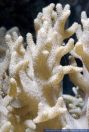 Sinularia spec,Weichkoralle,Leather Short Finger Coral