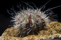 Tripneustes gratilla,Pfaffenhut - Seeigel,Pincushion Hairy Urchin
