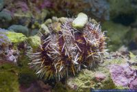 Tripneustes gratilla,Pfaffenhut - Seeigel,Pincushion Hairy Urchin