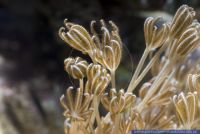 Xenia umbellata,Pumpende Xenien,White Pulse Coral