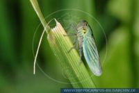 WSFFT0013 Cicadella viridis<br>