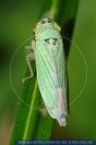 WSFFT0015 Cicadella viridis<br>