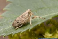Issus coleoptratus, Echte Kaeferzikade, Beet Bug 