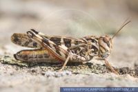 Oedaleus decorus, Kreuzschrecke, Band-winged grasshopper 