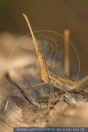 Acrida ungarica, Gewöhnliche Nasenschrecke, Mediterranean Slant-faced Grasshopper 