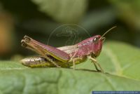 Chorthippus montanus, Sumpfgrashuepfer, Marsh grasshopper 