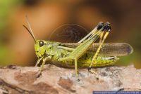 Stethophyma grossum , Sumpfschrecke , Large Marsh Grasshopper 