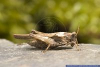 Tetrix subulata , Saebeldornschrecke, Pygmy Grasshopper 