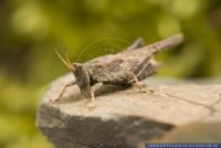 Tetrix subulata , Saebeldornschrecke, Pygmy Grasshopper 