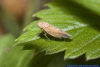 Thamnotettix dilutior,Zikade,Leafhopper