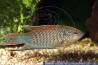 WSFT0086 Macropodus erythropterus 'RED BACK'<br>
