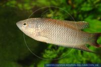 WSFT0090 Macropodus erythropterus 'RED BACK'<br>