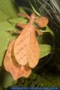 Phyllium pulchrifolium, Wandelndes Blatt, Leaf Bug, Leaf insect, Walking Leaf 